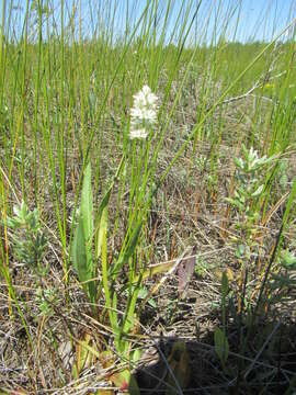 Sivun Triantha glutinosa (Michx.) Baker kuva