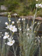 Image of Buddleja virgata L. fil.