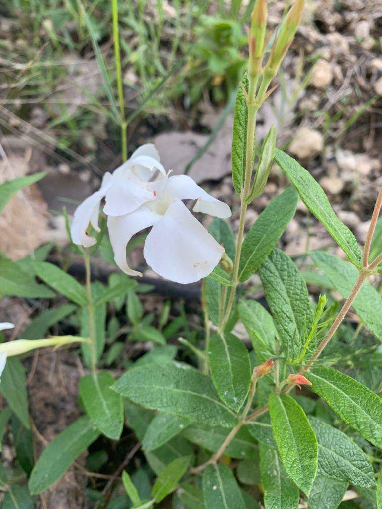 Image of Davis Mountain rocktrumpet