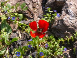 Image of Ranunculus asiaticus