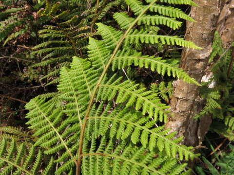 Image of Hypolepis ambigua (A. Rich.) Brownsey & Chinnock