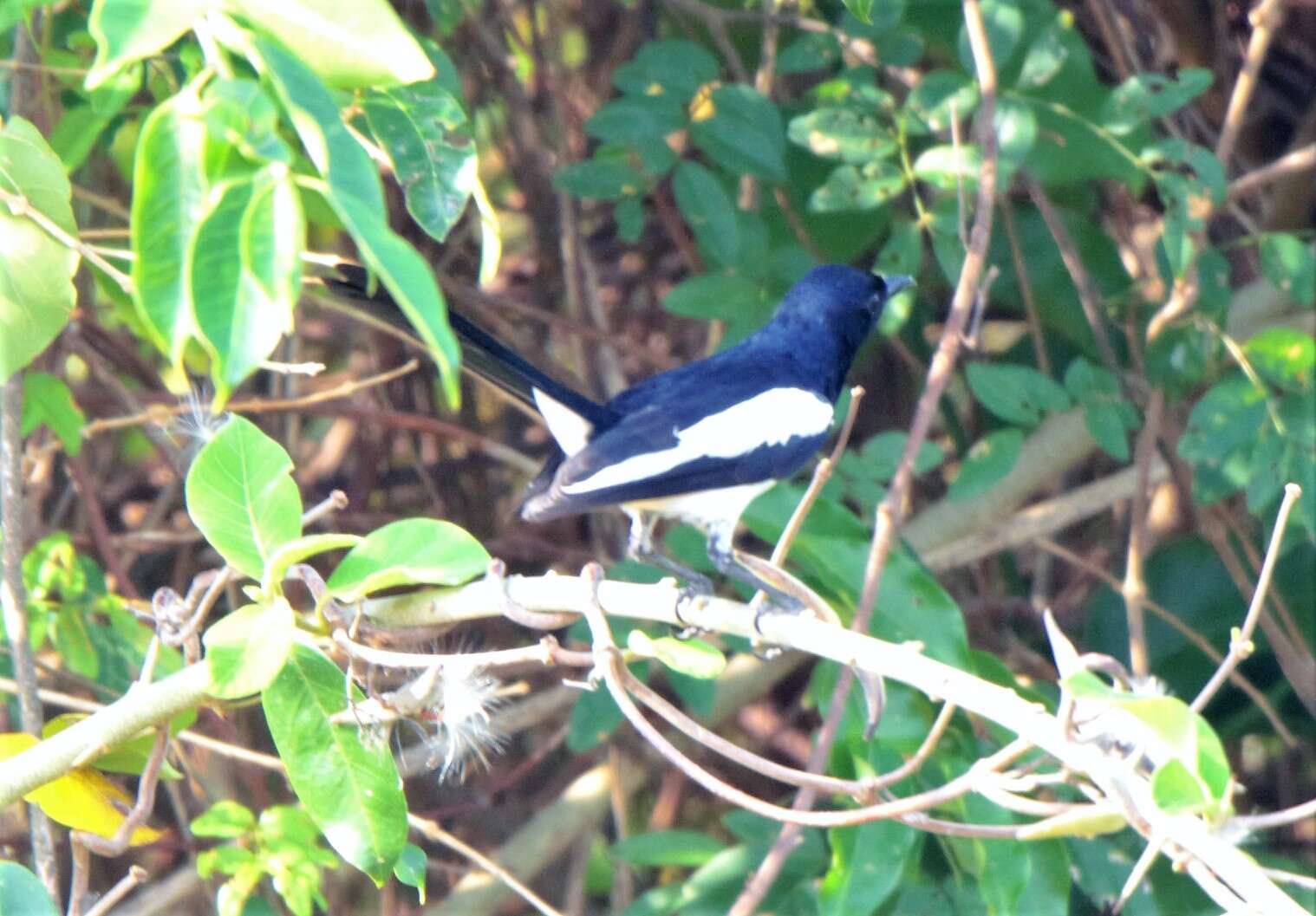 Image of Philippine Magpie-Robin