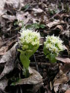 Image of Petasites albus (L.) Gaertn.