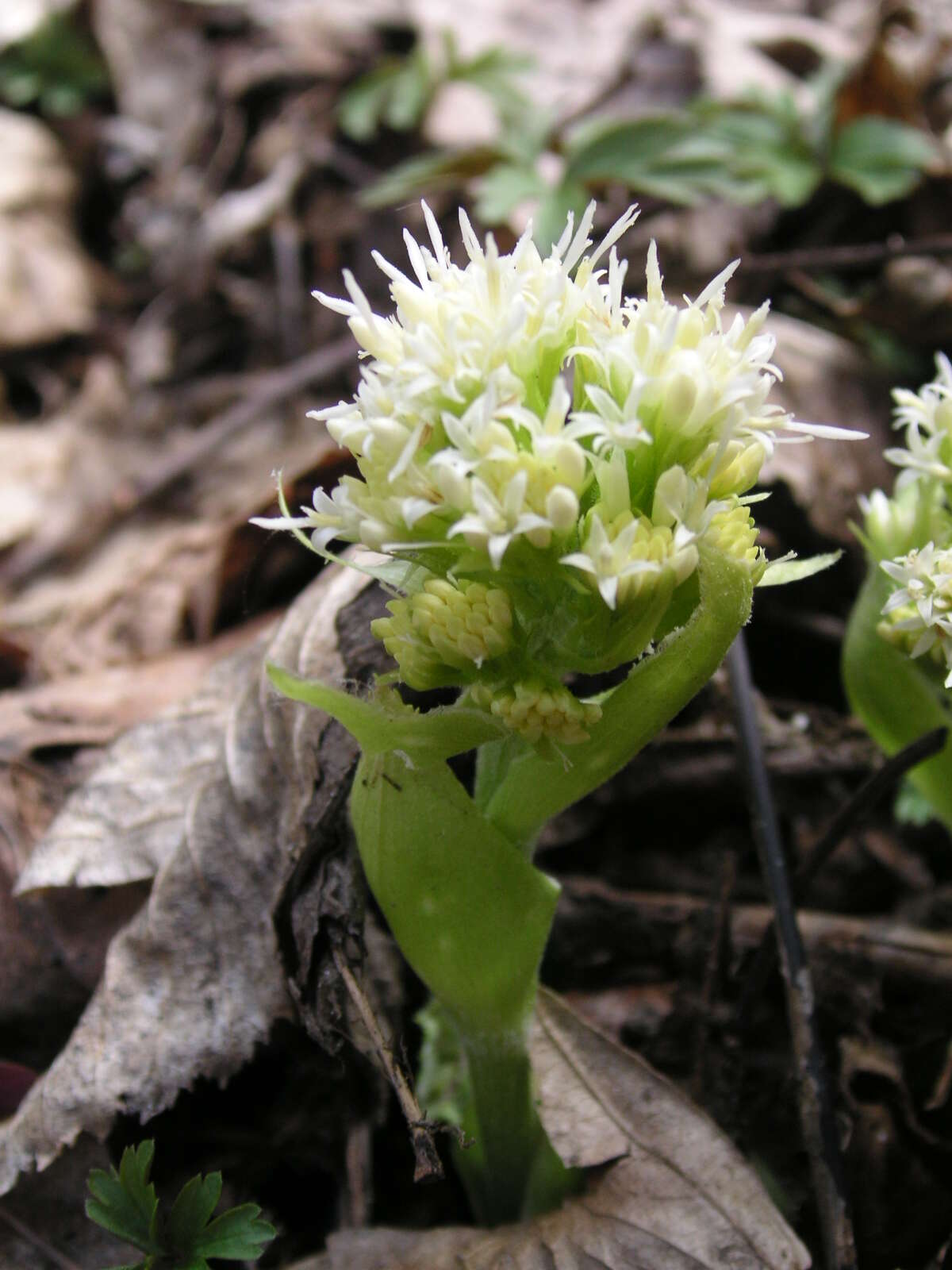 Image of Petasites albus (L.) Gaertn.