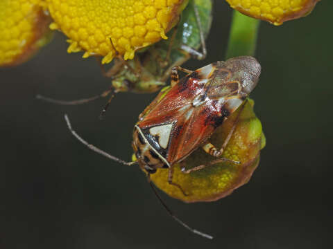 Image de Lygus pratensis (Linnaeus 1758)