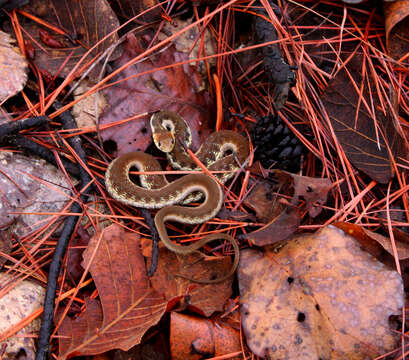 Image of Goldenhead Garter Snake