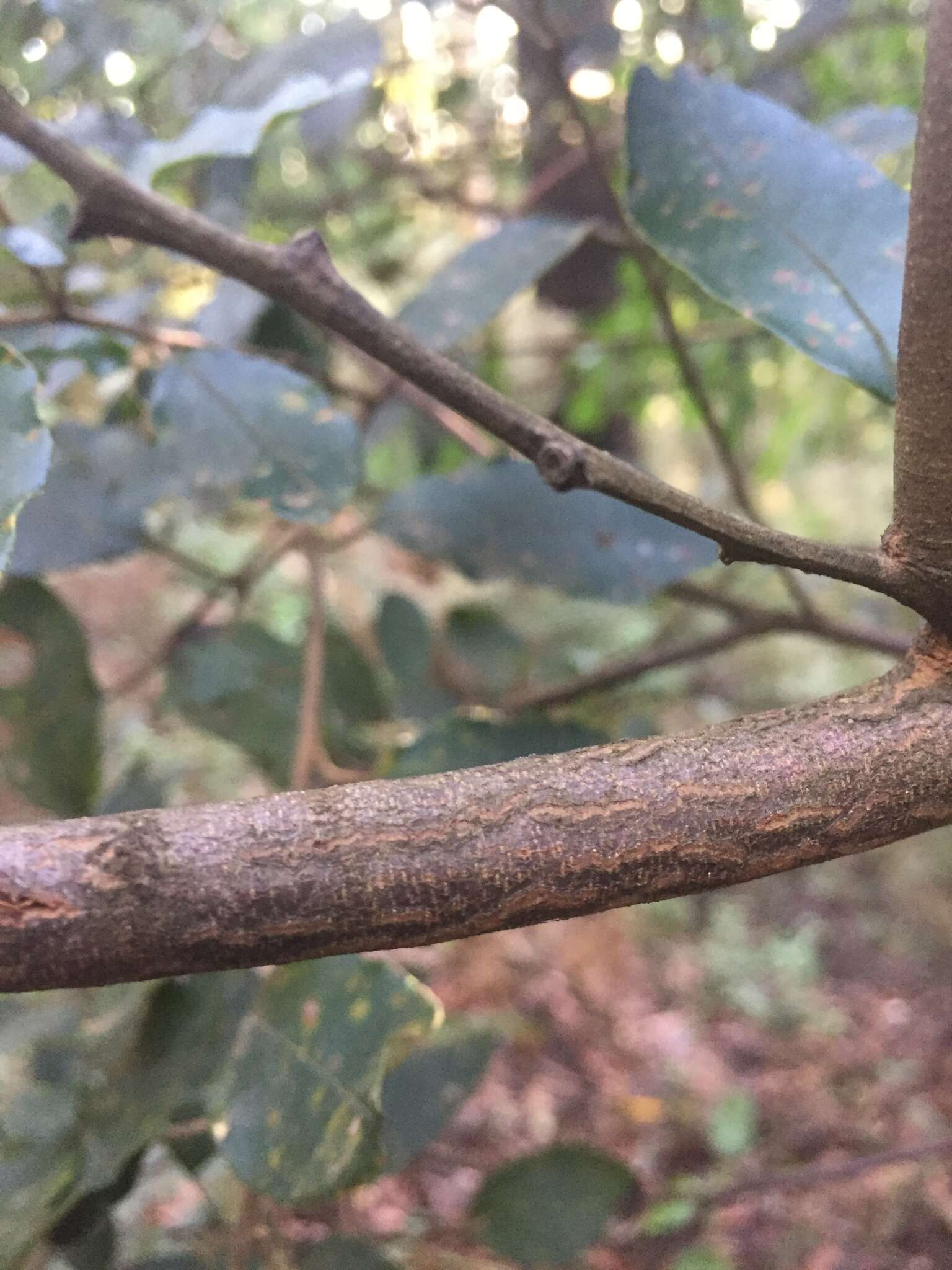 Слика од Pomaderris elliptica Labill.