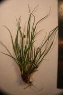 Image of Willdenow's sedge