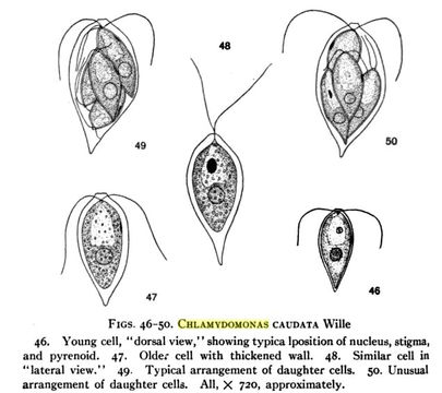 Image of Chlamydomonas