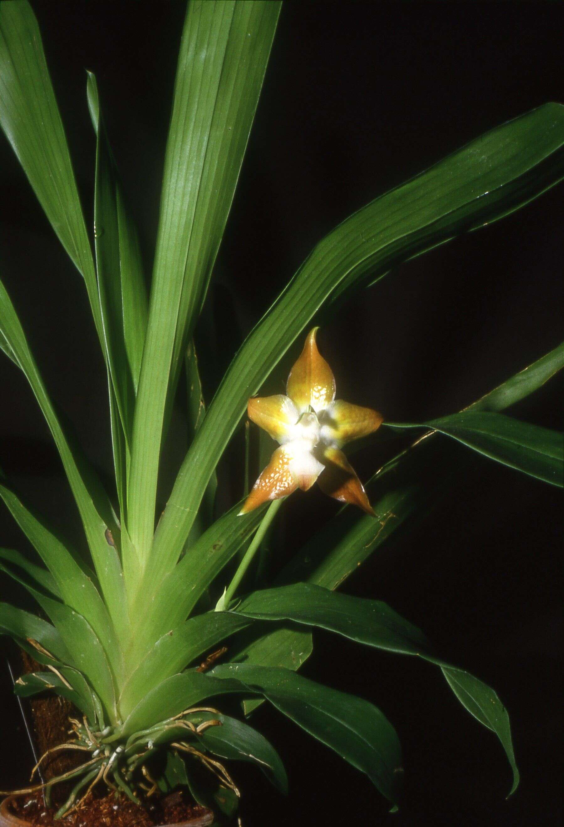 Image of Huntleya meleagris Lindl.