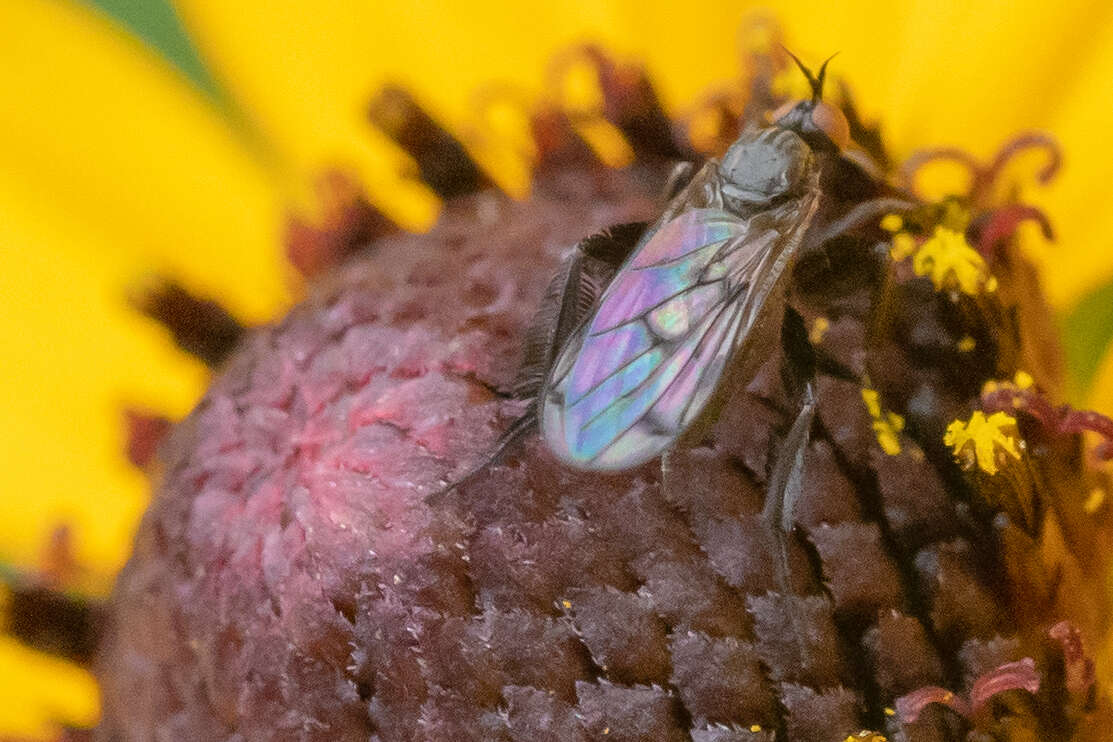 Image of Empis clausa Coquillett 1895