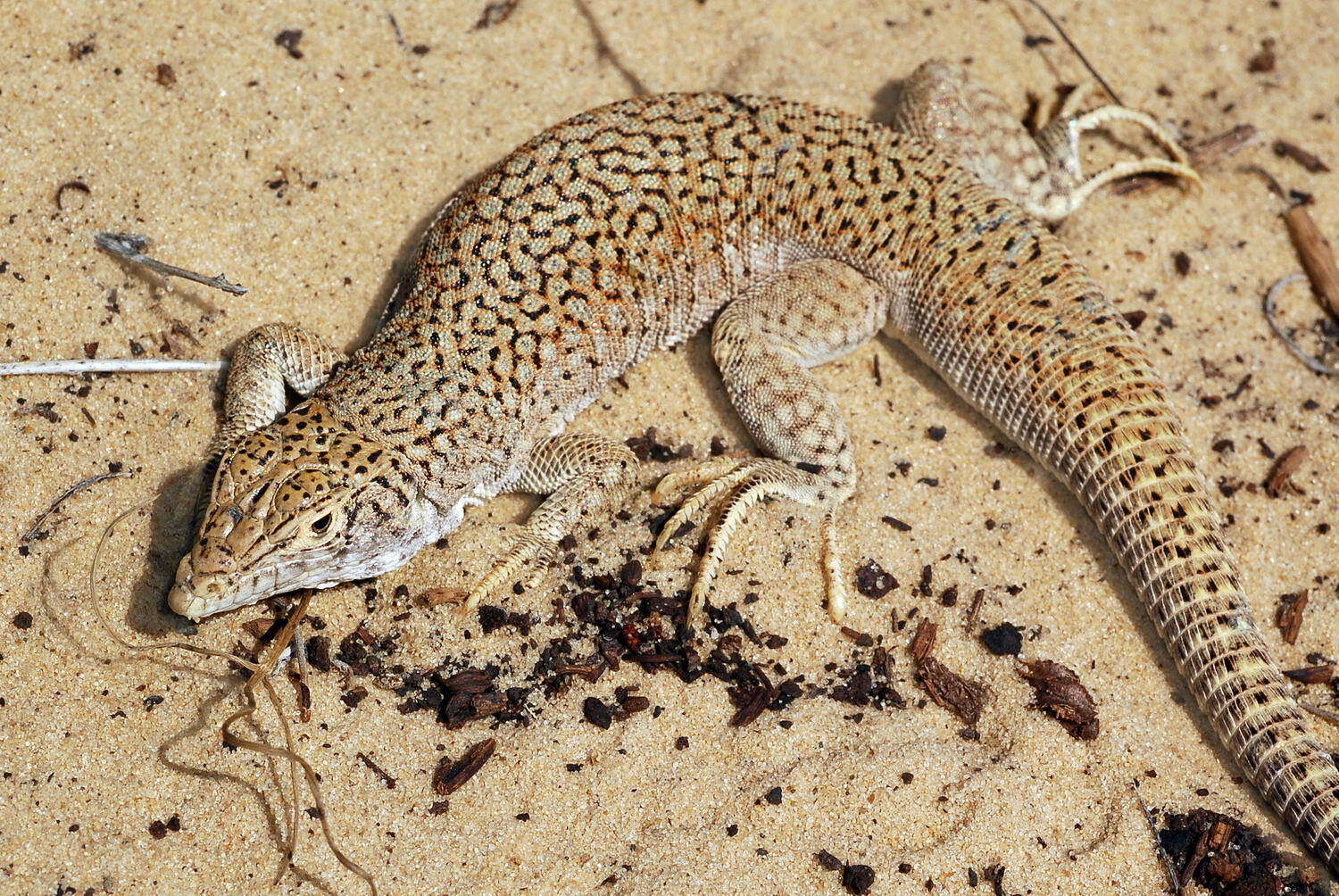 Image of Reticulate Racerunner