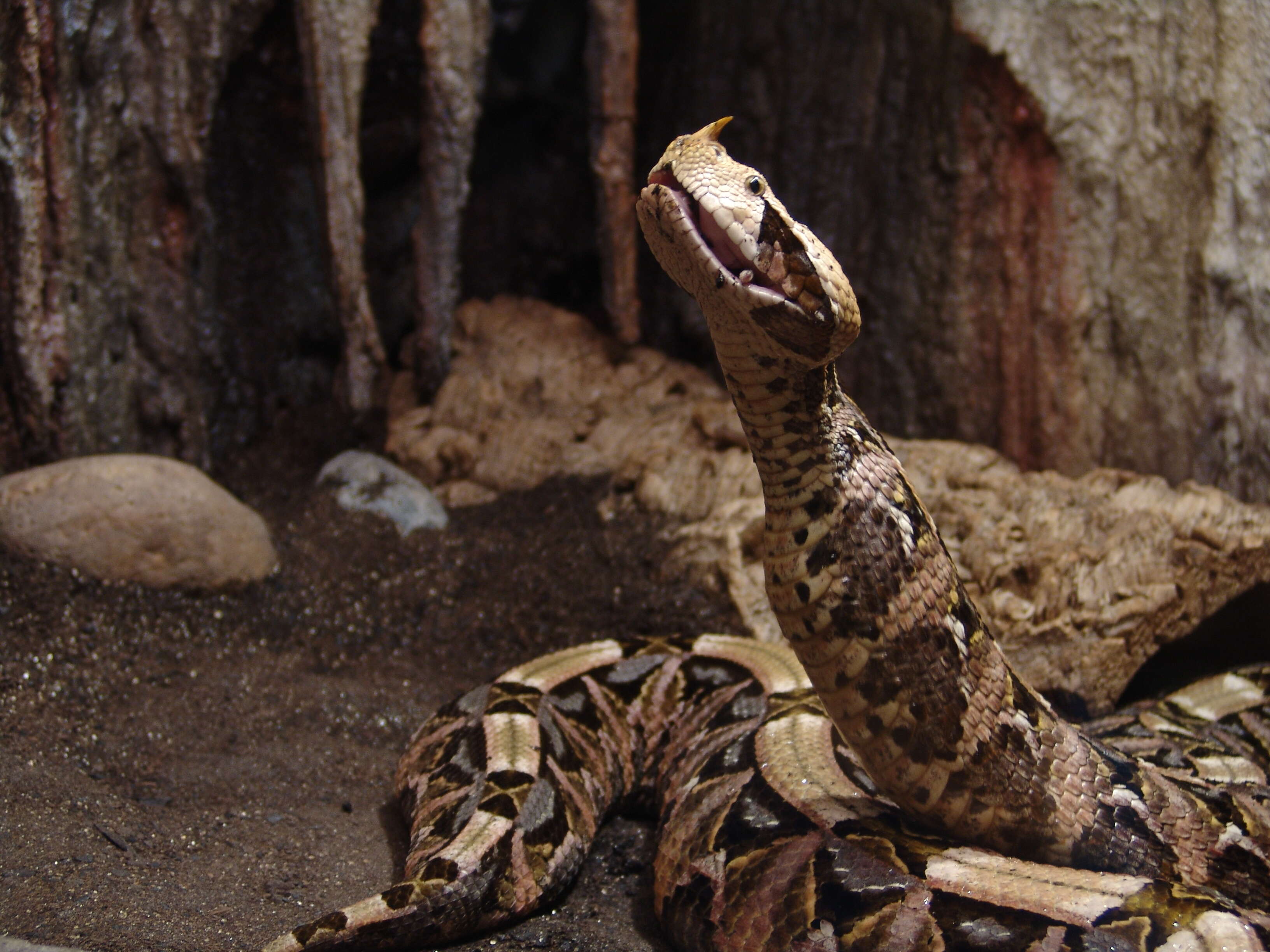 Image of Rhinoceros Viper