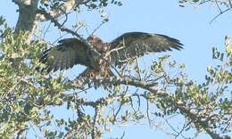 Image of Common Buzzard