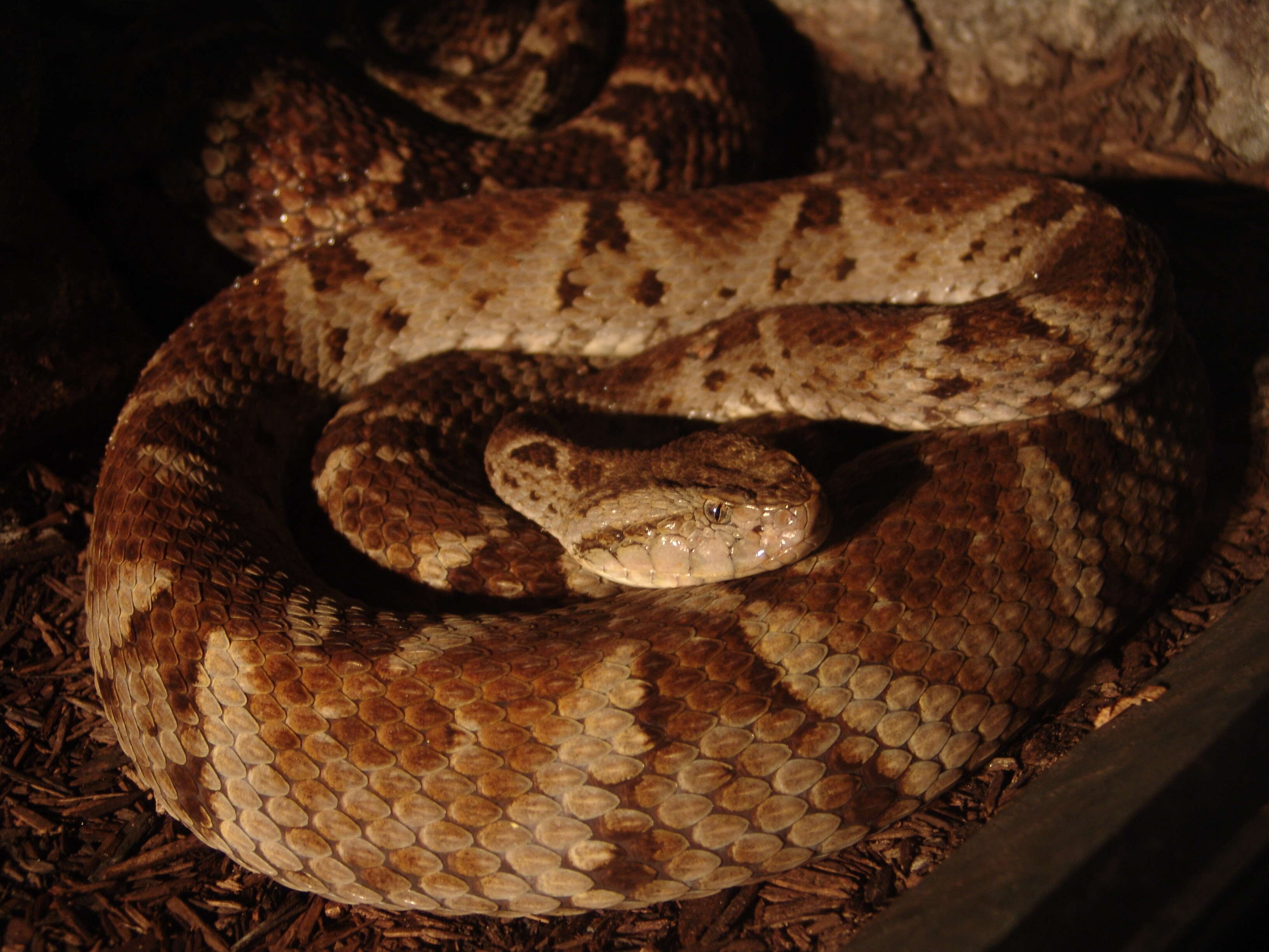 Image of Forest Vipers