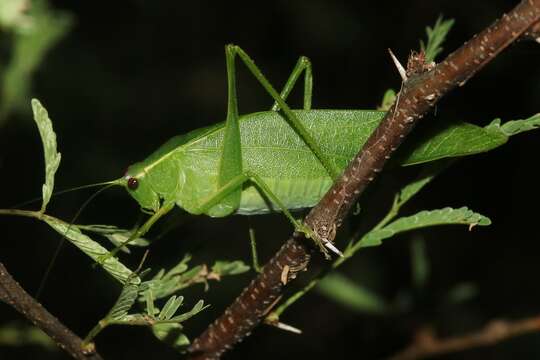 Image of Turpiliodes