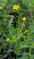 Plancia ëd Sisymbrium heteromallum C. A. Mey.