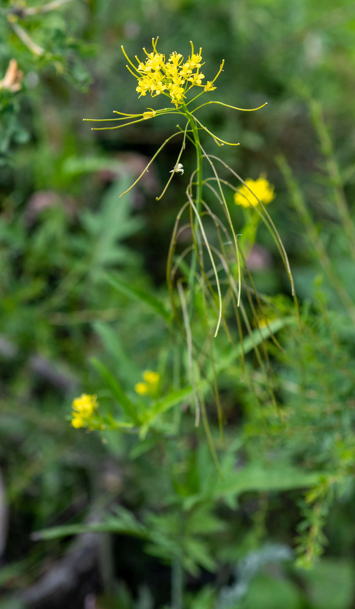 Imagem de Sisymbrium heteromallum C. A. Mey.