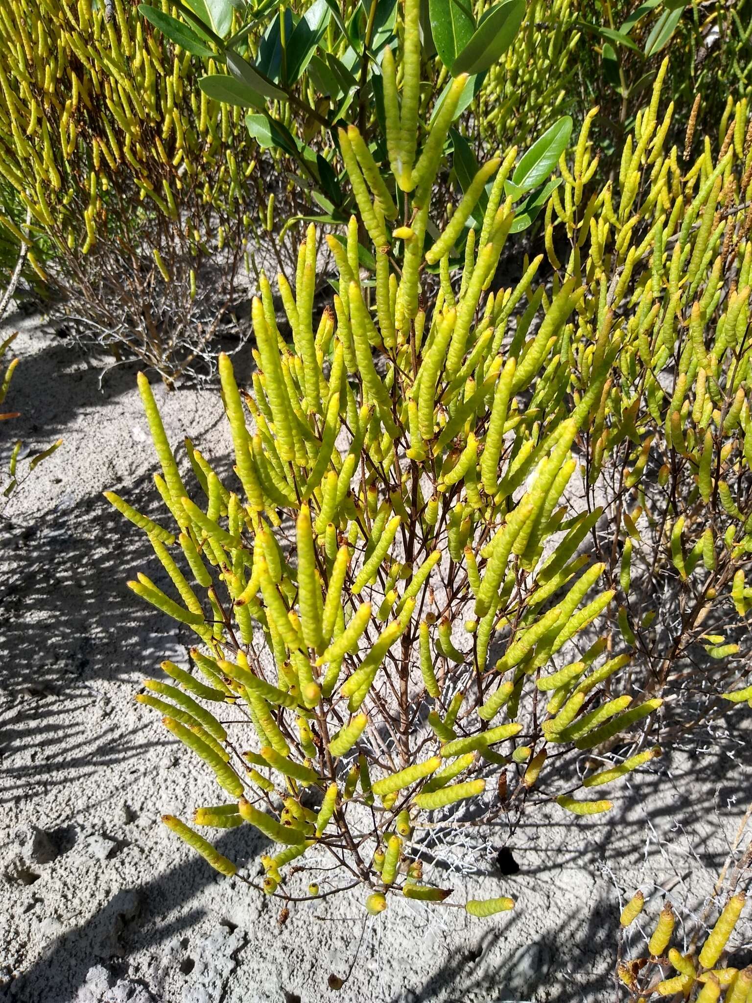 Image de Salicornia bigelovii Torrey