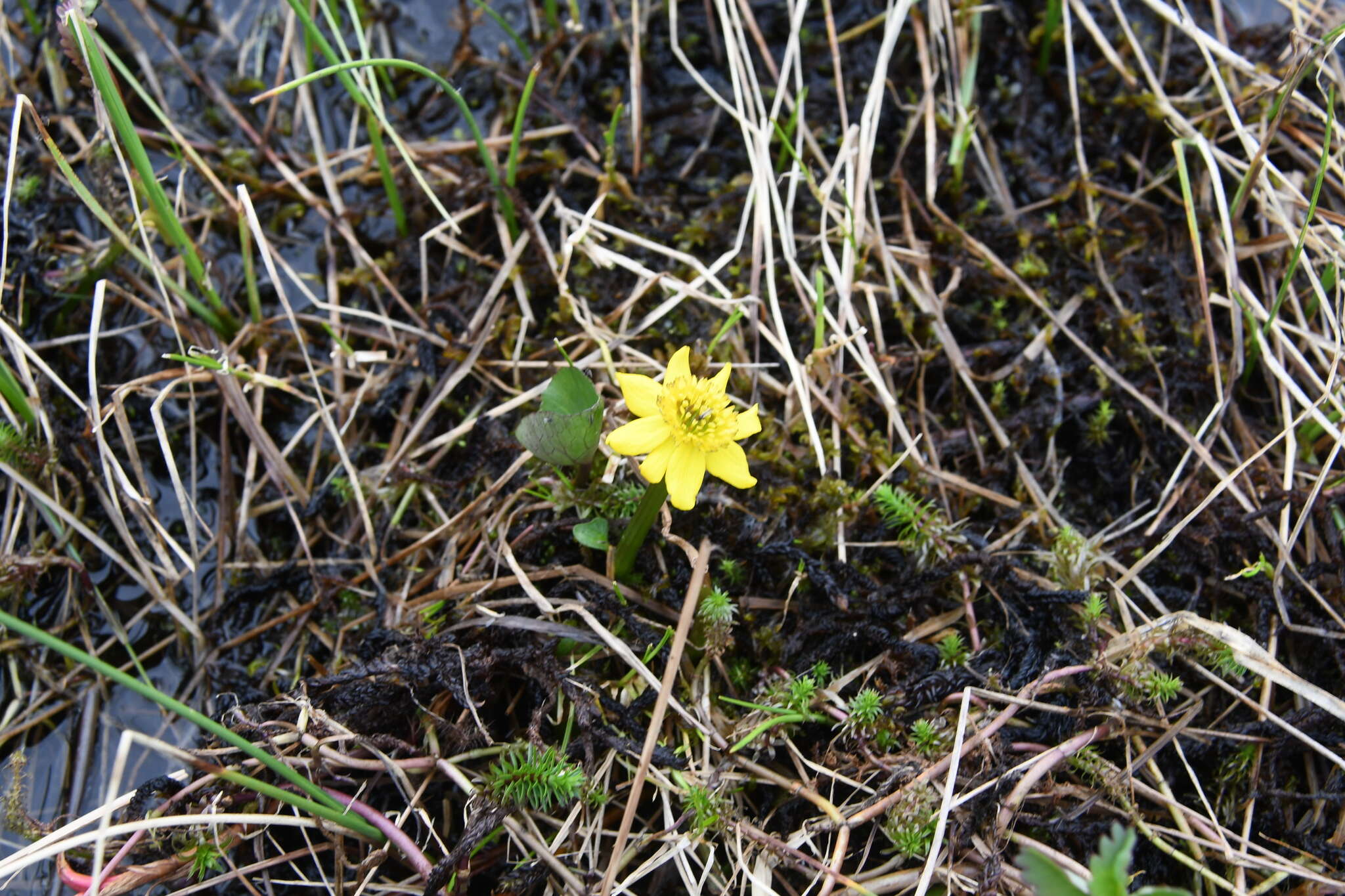 Image of Caltha palustris subsp. violacea (Khokhr.) A. N. Luferov