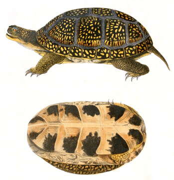 Image of Blanding's Turtle