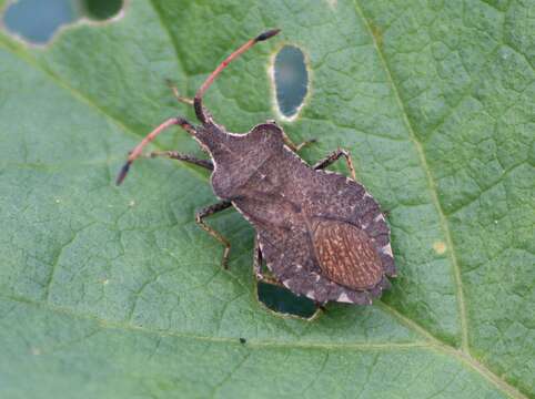 Image of Coreus