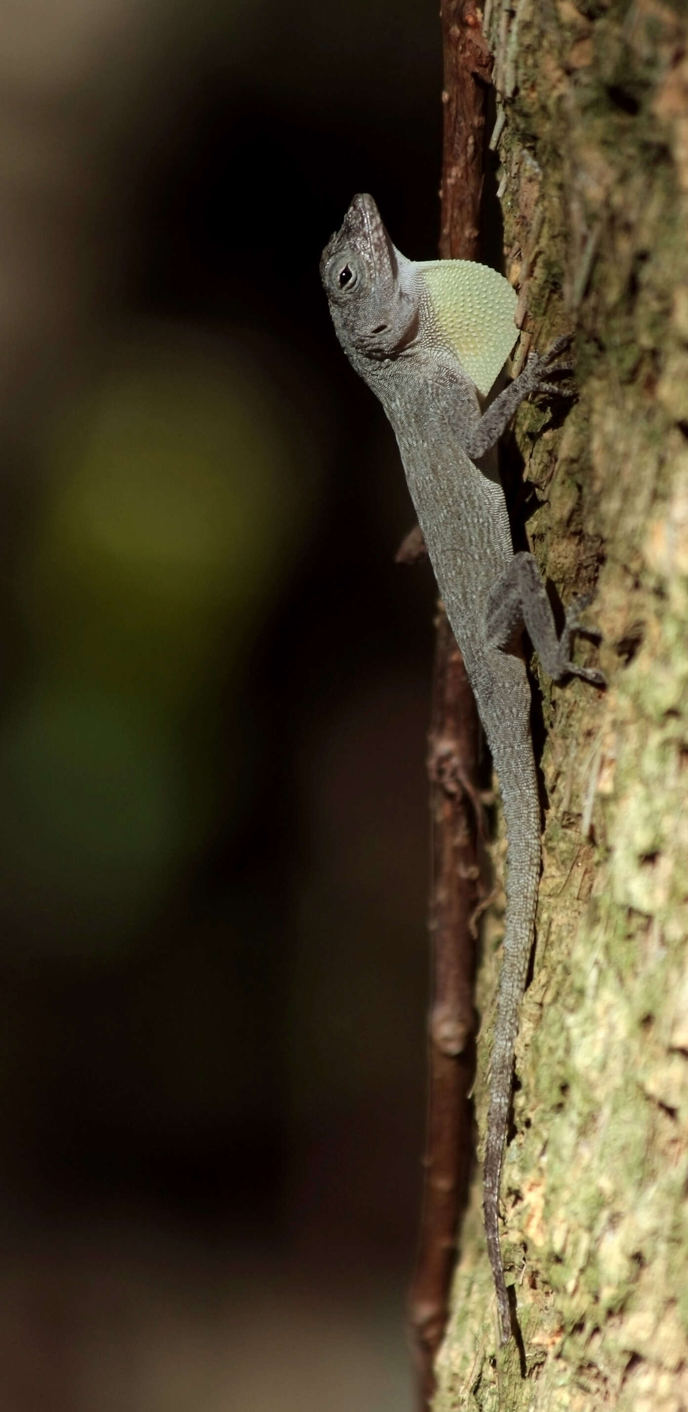 Image de Anolis distichus Cope 1861