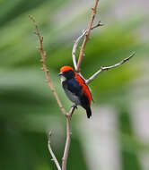 Image of Scarlet-backed Flowerpecker