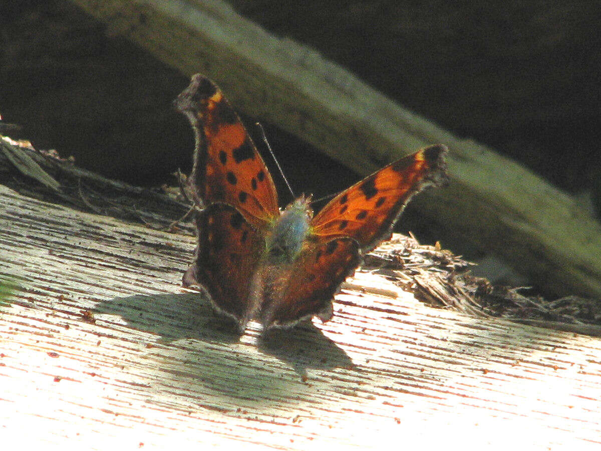 Image of Eastern Comma