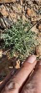 Image de Brassica repanda (Willd.) DC.