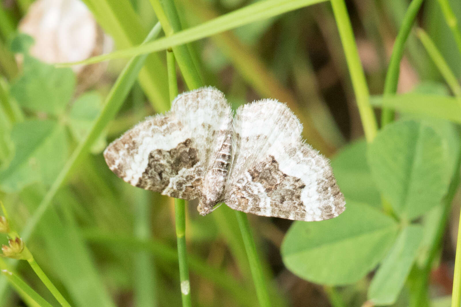 Epirrhoe alternata Müller 1794 resmi