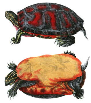 Image of American Red-bellied Turtle