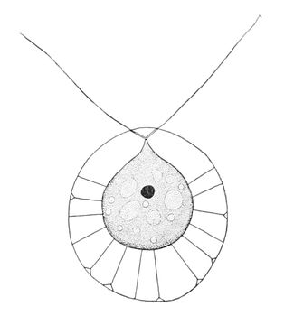 Image of <i>Haematococcus pluvialis</i> Flotow 1844
