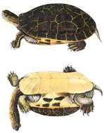 Image of Deirochelys