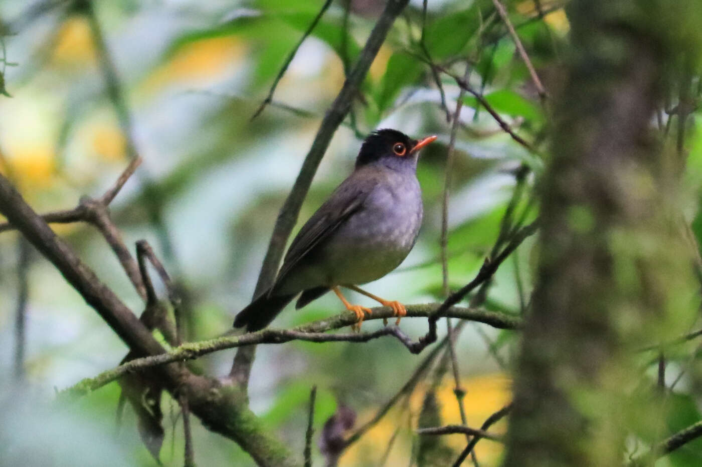 Image of Black-headed Nightingale-Thrush