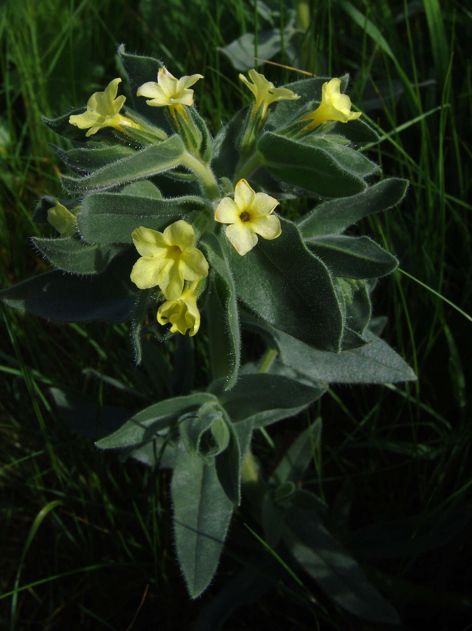 Image of Alkanna galilaea Boiss.