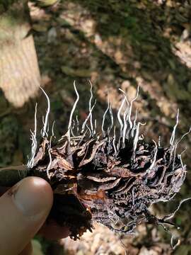 Imagem de Xylaria magnoliae J. D. Rogers 1979