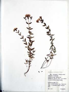 Image of Hypericum attenuatum Fisch. ex Choisy