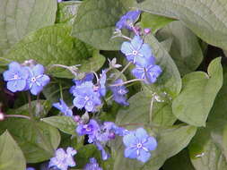 Image of blue-eyed-Mary