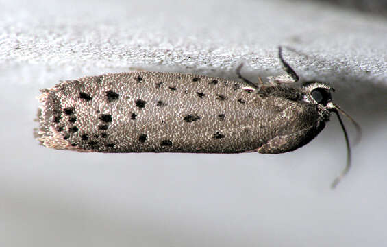 Image of Mimosa Webworm Moth