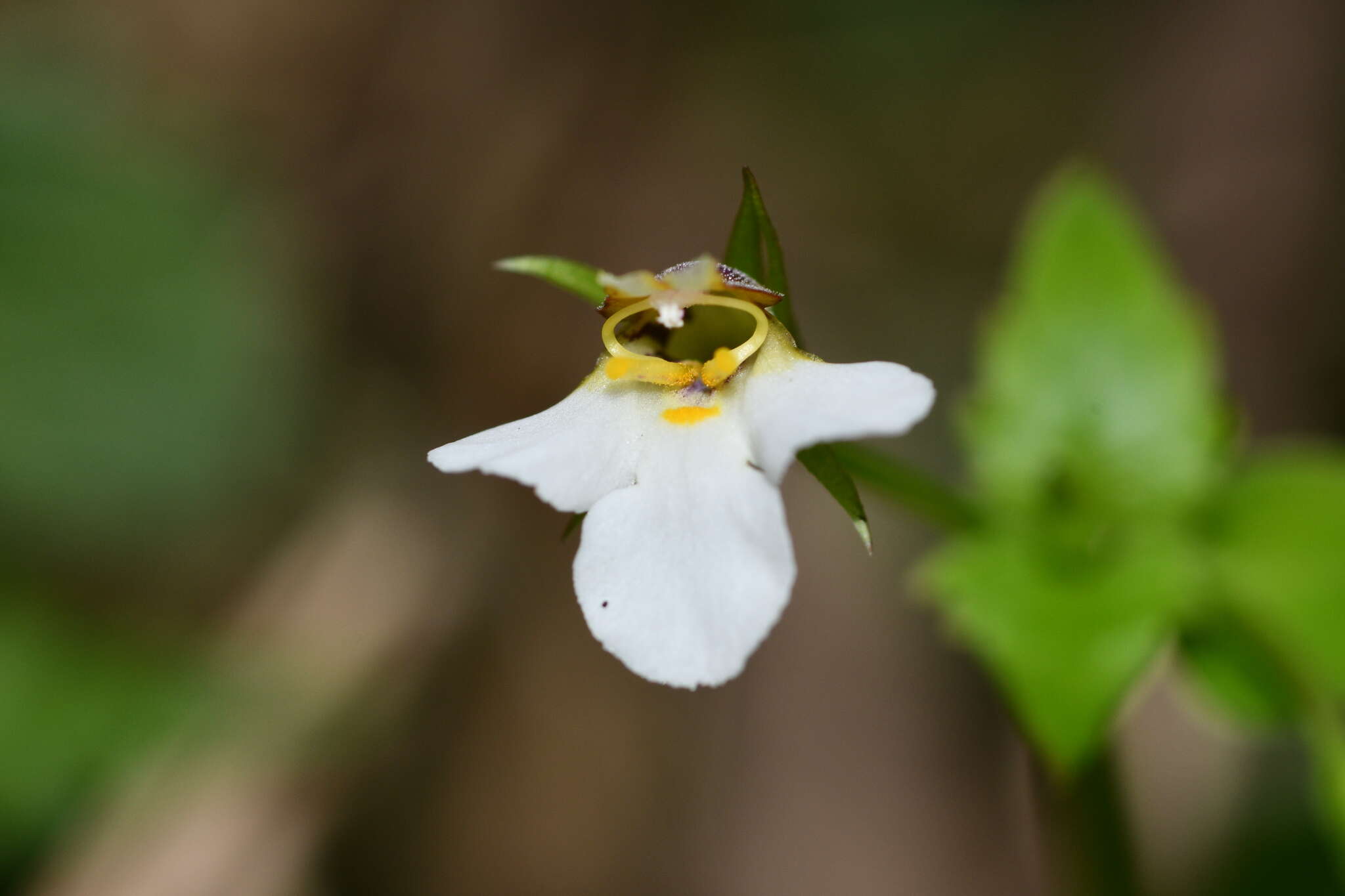 Vandellia scutellariiformis (T. Yamaz.) T. Yamaz. resmi