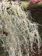 Image of string-of-sausages lichen