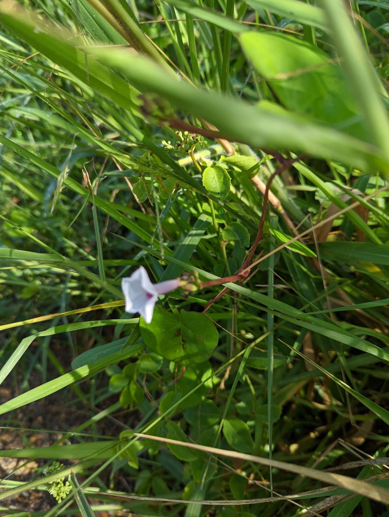 Image of Ipomoea sagittifolia Burm. fil.