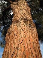 Image of Italian Stone Pine