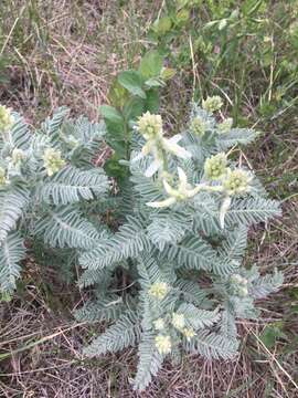 Image of Drummond's milkvetch