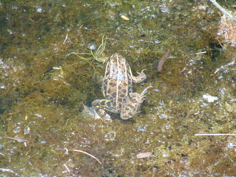 Image de Petite grenouille verte