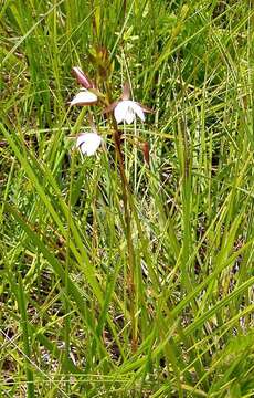 Image de Eulophia ovalis var. ovalis