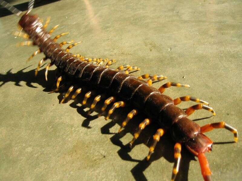 Image de Scolopendra gigantea Linnaeus 1758