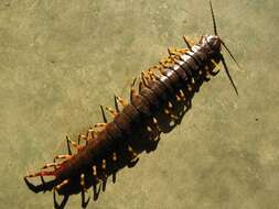 Image of Amazonian giant centipede