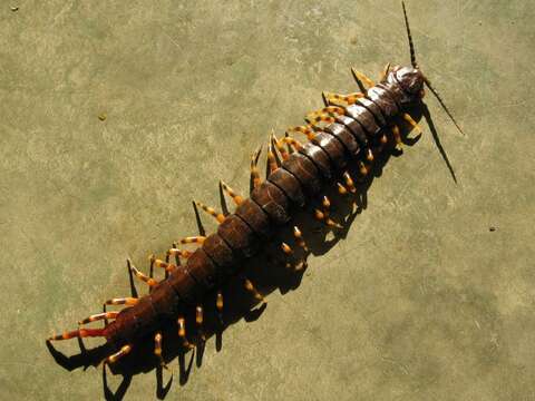 Image of Amazonian giant centipede